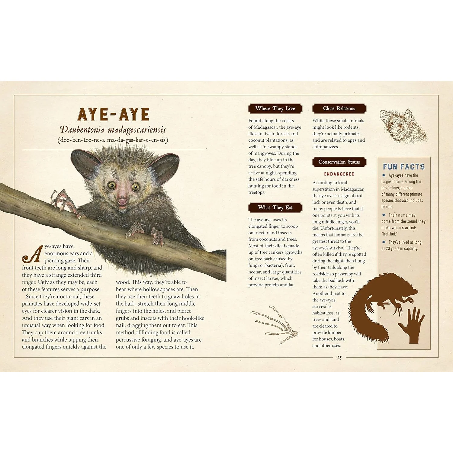 A CURIOUS COLLECTION OF PECULIAR CREATURES: AN ILLUSTRATED ENCYCLOPEDIA BY SAMI BAYLY - Image 4