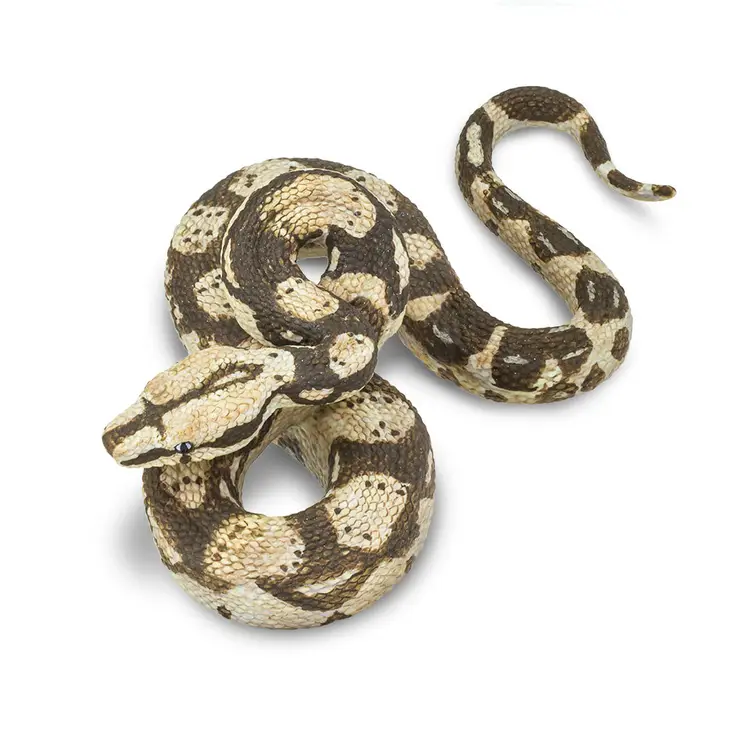 BOA CONSTRICTOR