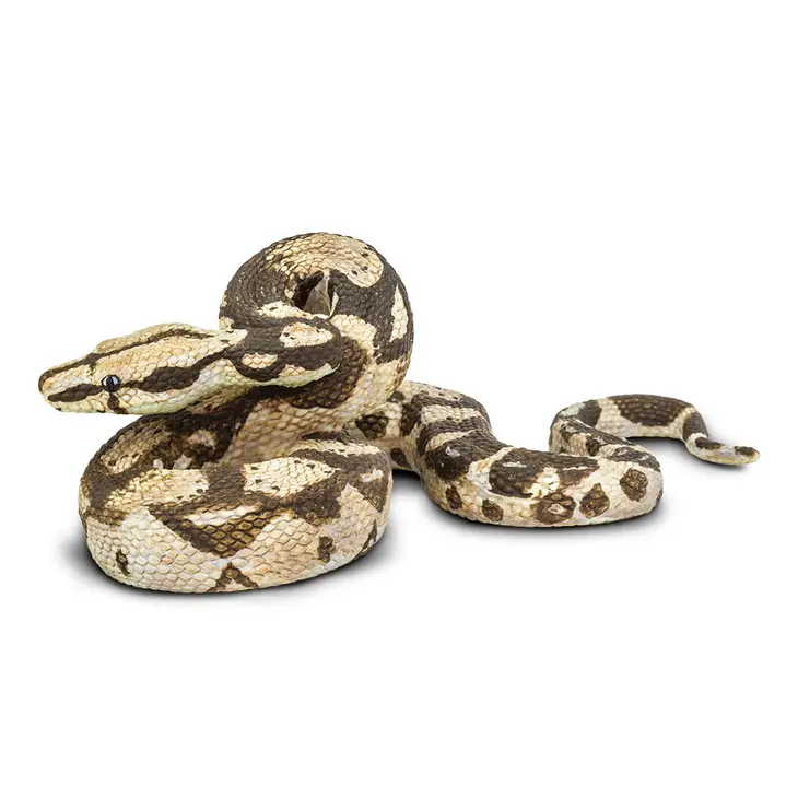 BOA CONSTRICTOR - Image 2