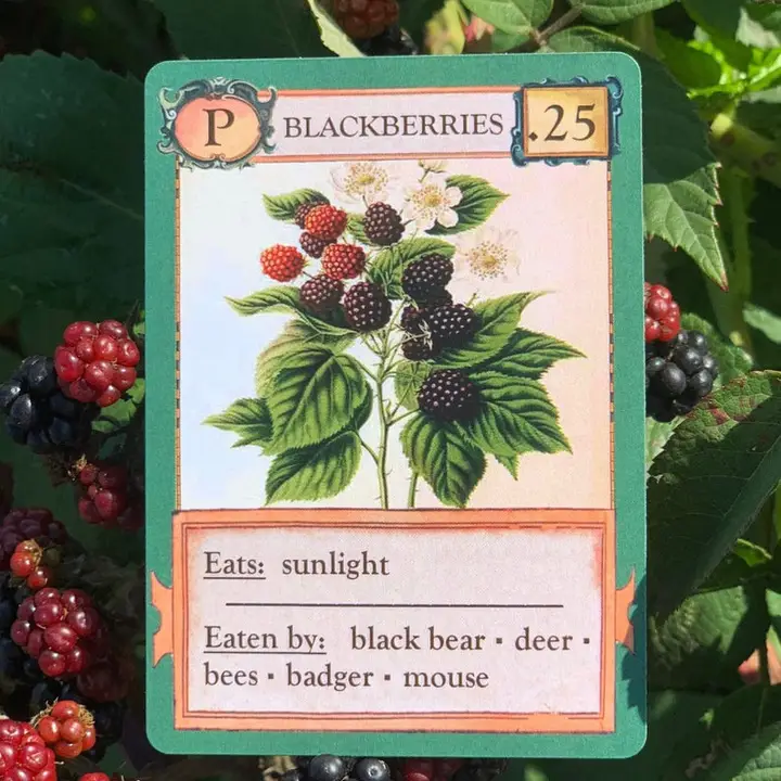 ECOLOGIES CARD GAME - Image 4