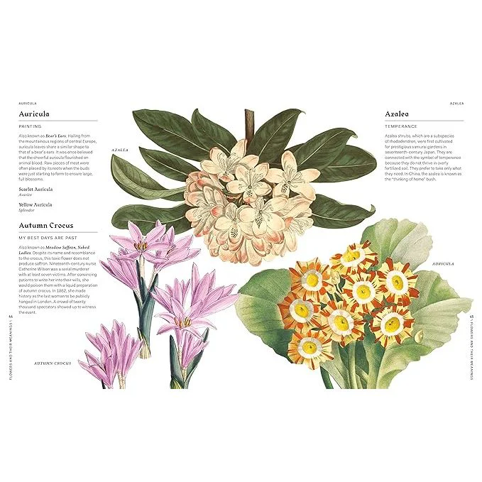 FLOWERS AND THEIR MEANINGS: THE SECRET LANGUAGE AND HISTORY OF OVER 600 BLOOMS BY KAREN AZOULAY - Image 4