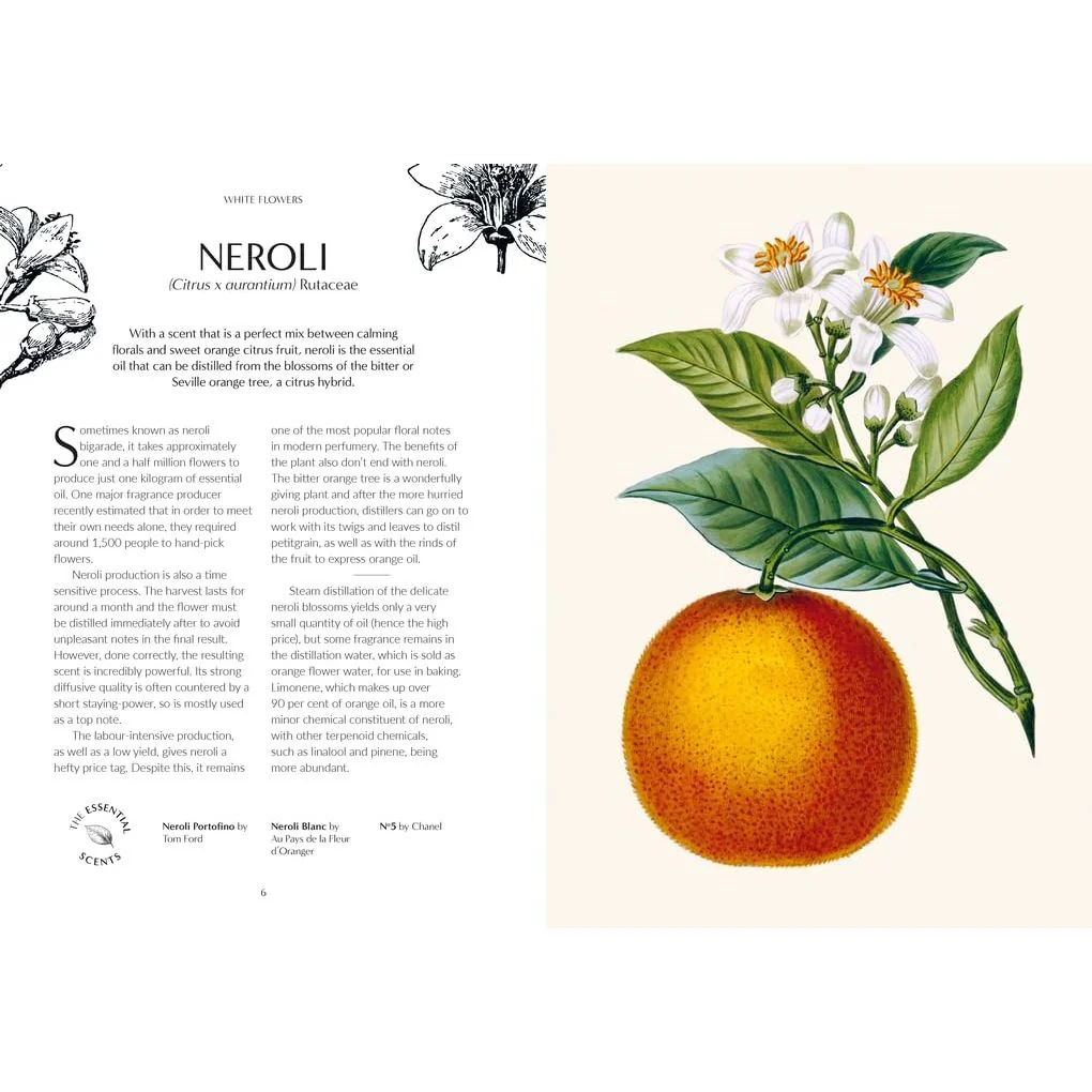 FRAGRANCE: FROM PLANT OT PERFUME- THE BOTANICAL ORIGIN OF SCENT BY JOSH CARTER & SAMUEL GEARING - Image 2