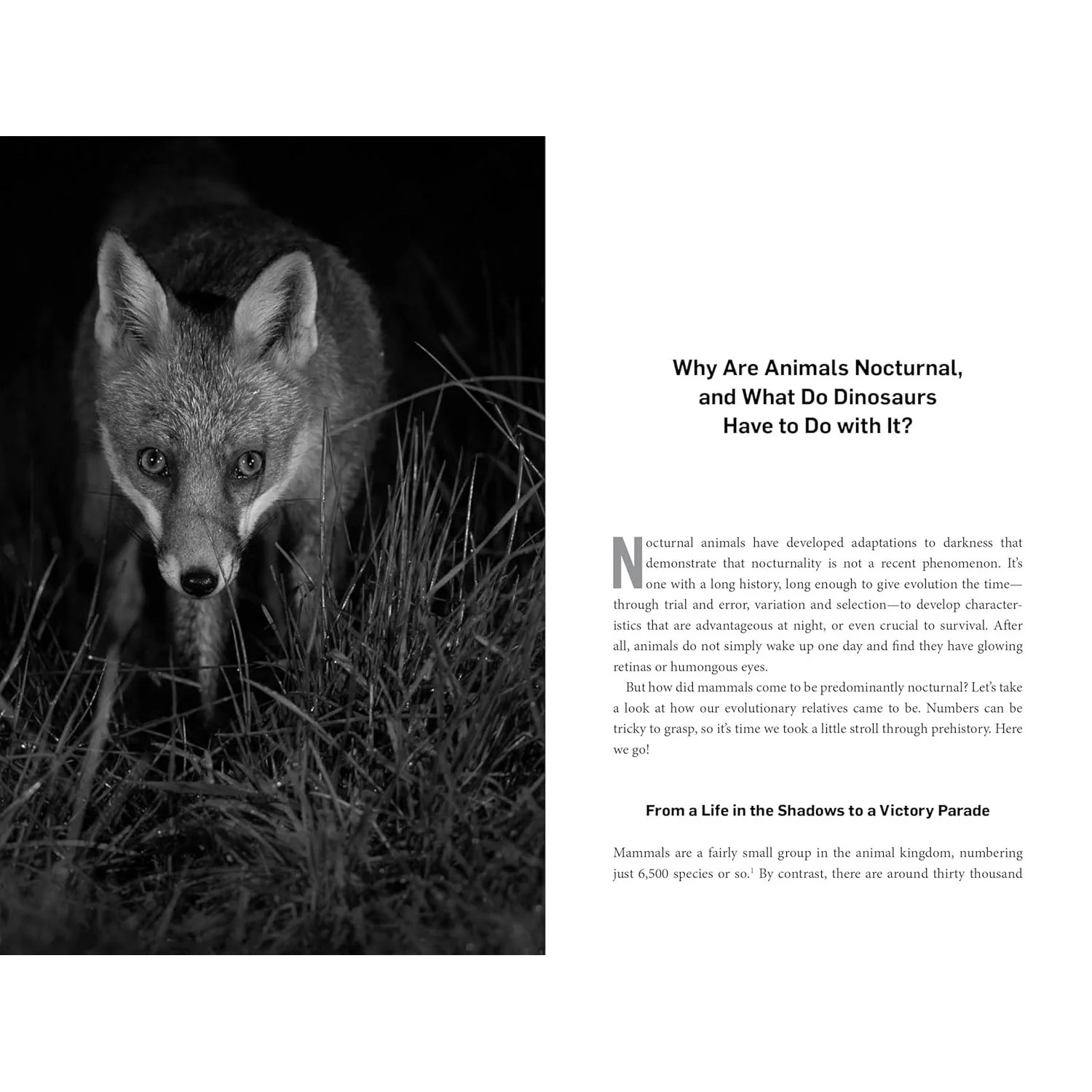 LIVING NIGHT: ON THE SECRET WONDERS OF WILDLIFE AFTER DARK BY SOPHIA KIMMIG - Image 3