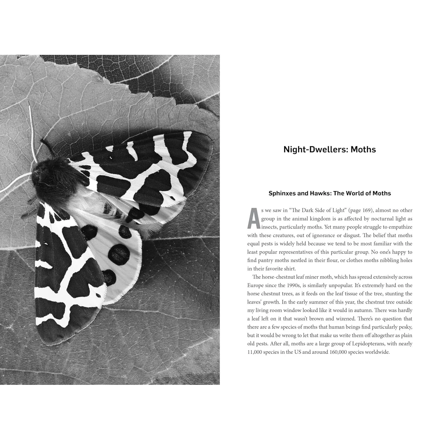 LIVING NIGHT: ON THE SECRET WONDERS OF WILDLIFE AFTER DARK BY SOPHIA KIMMIG - Image 4