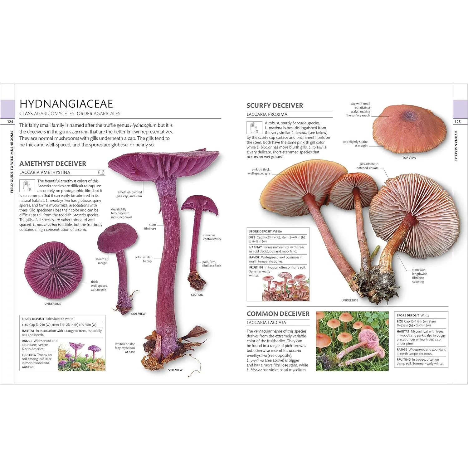 MUSHROOMS: HOW TO IDENTIFY AND GATHER WILD MUSHROOMS AND OTHER FUNGI (DK GUIDE) - Image 4
