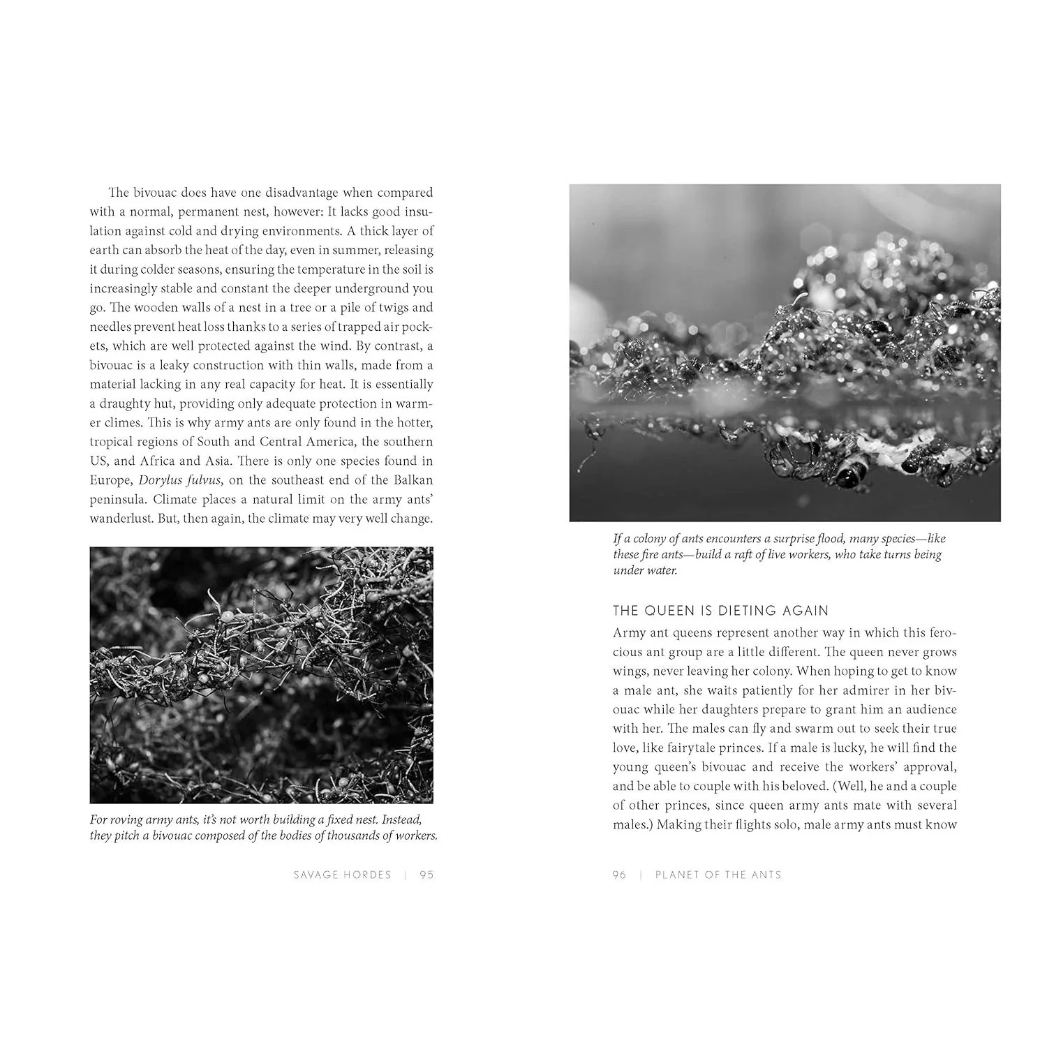 PLANET OF THE ANTS: THE HIDDEN WORLDS AND EXTRAORDINARY LIVES OF EARTH'S TINY CONQUEROTS BY SUSANNE FOITZIK AND OLAF FRITSCHE - Image 6
