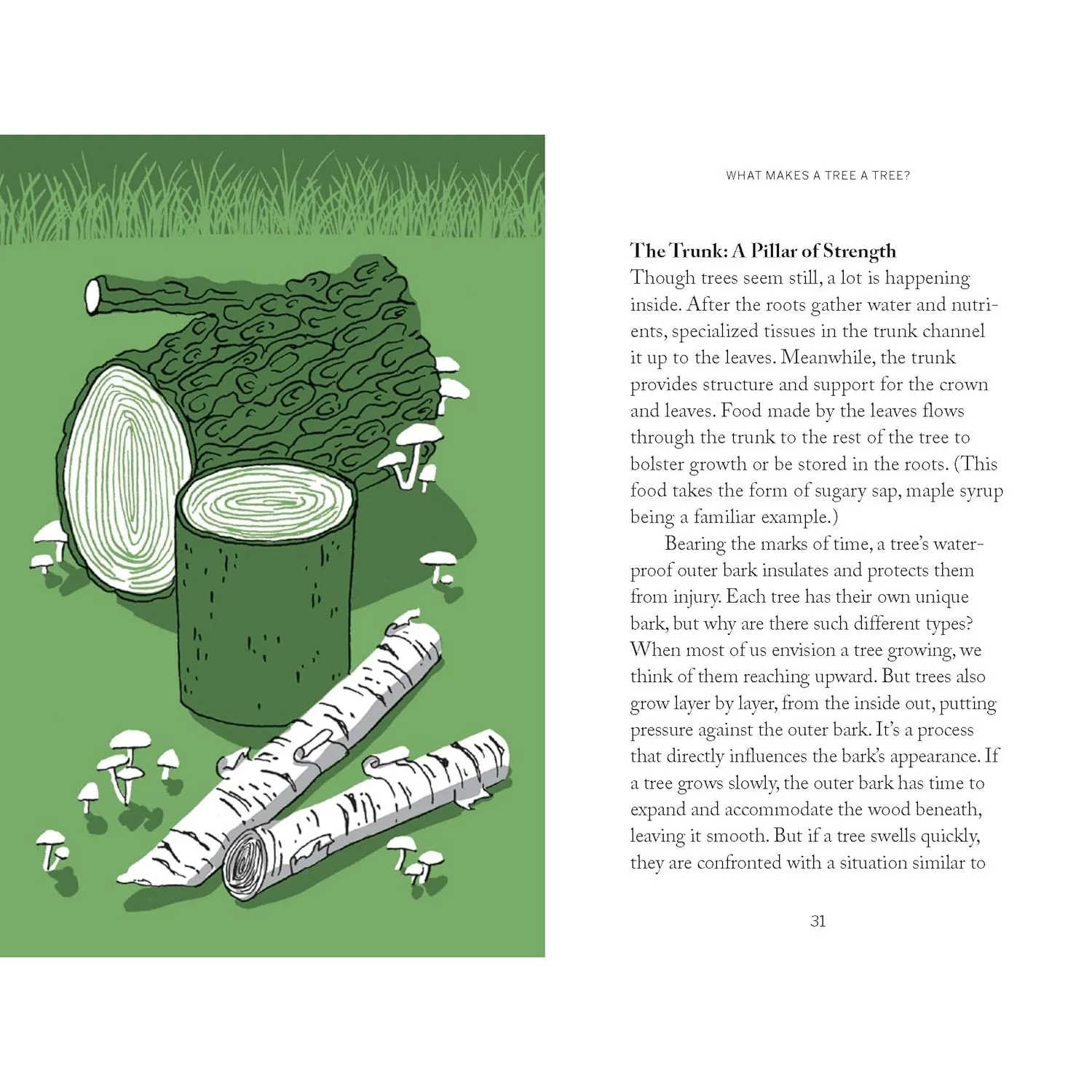 POCKET NATURE: TREE HUGGING - SEEK WISDOM IN THE FOREST - Image 2