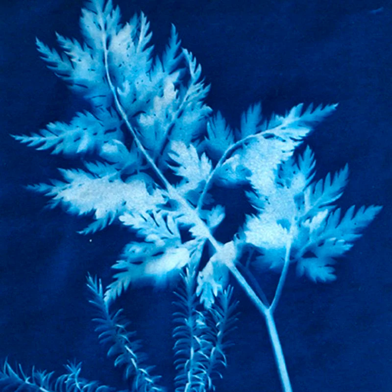 SUNPRINT KIT (CYANOTYPES) - Image 2