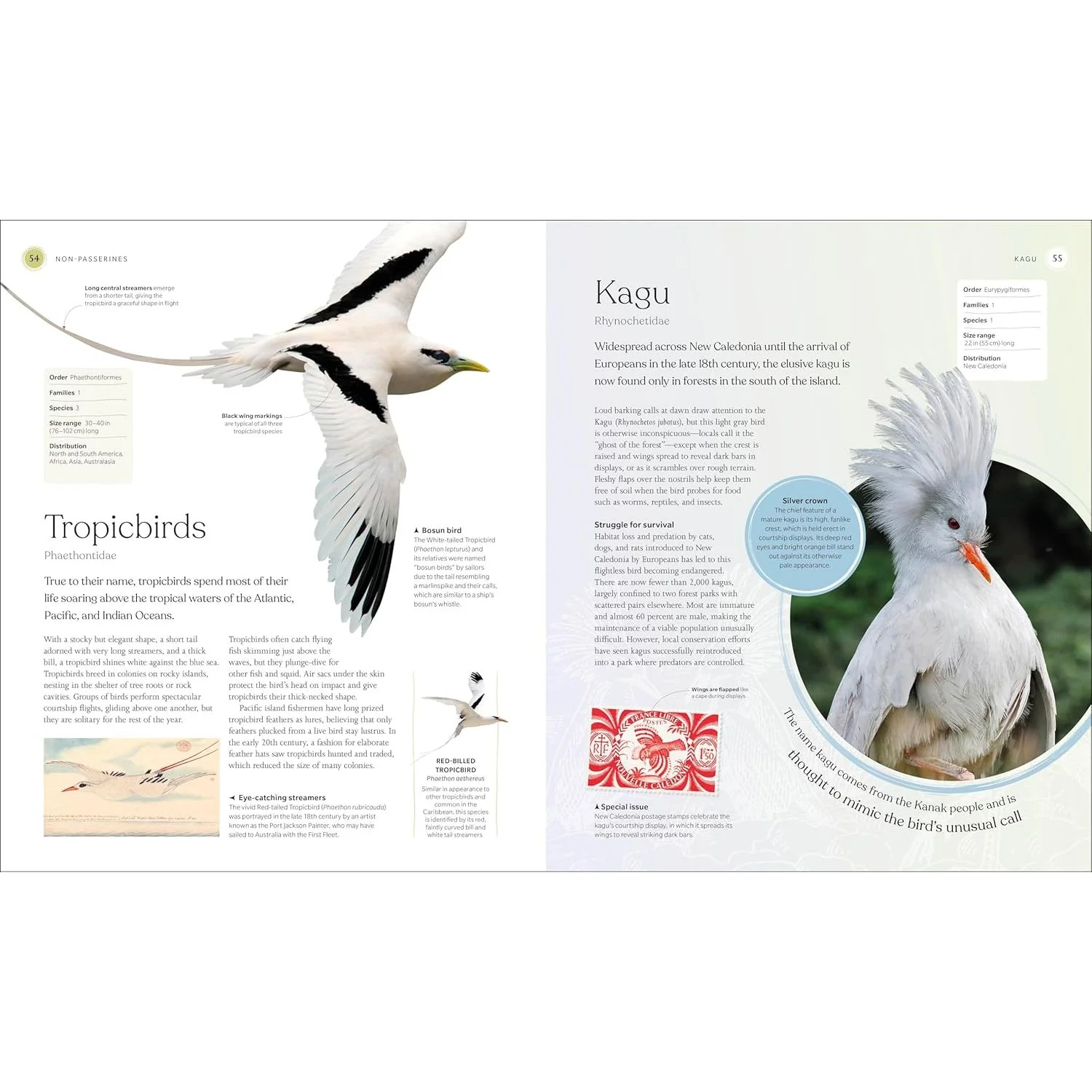 THE BIRD BOOK: THE STORIES, SCIENCE, AND HISTORY OF BIRDS (DK BOOK) - Image 2