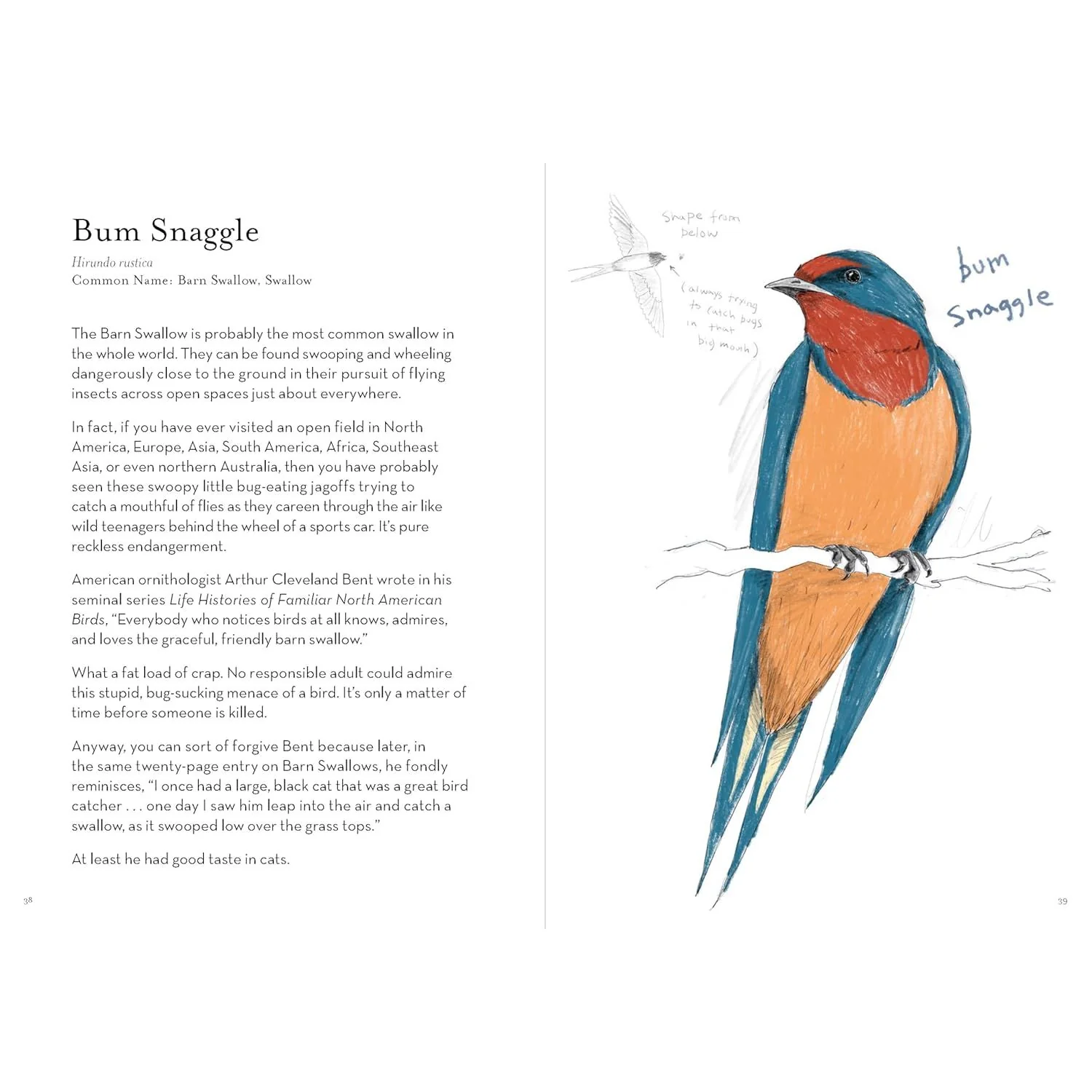 THE FIELD GUIDE TO THE WORST BIRDS EVER BY MATT KRACHT - Image 3