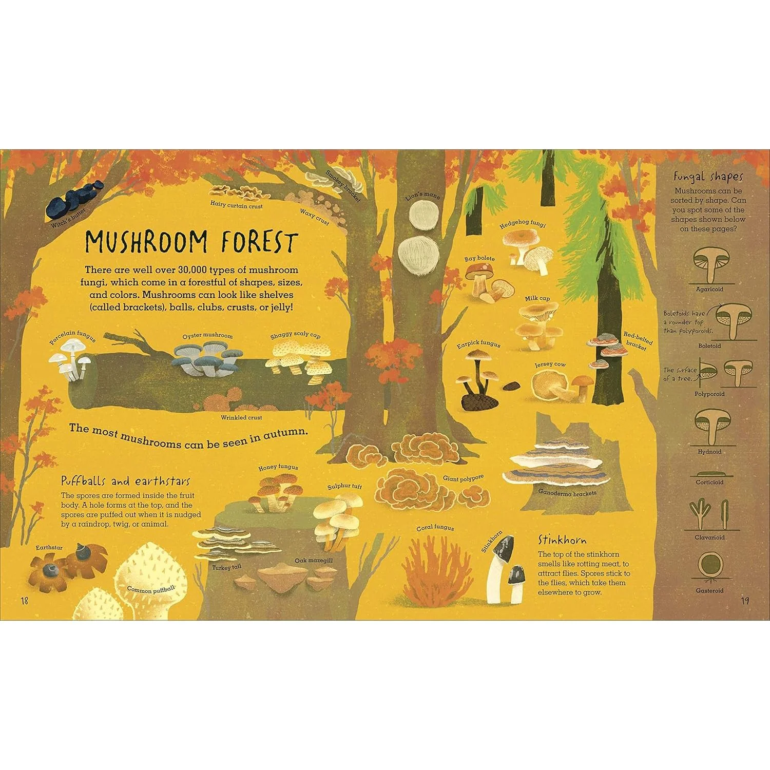 THE HUMONGOUS FUNGUS BY LYNNE BODDY AND ILLUSTRATED BY WENJIA TANG - Image 3