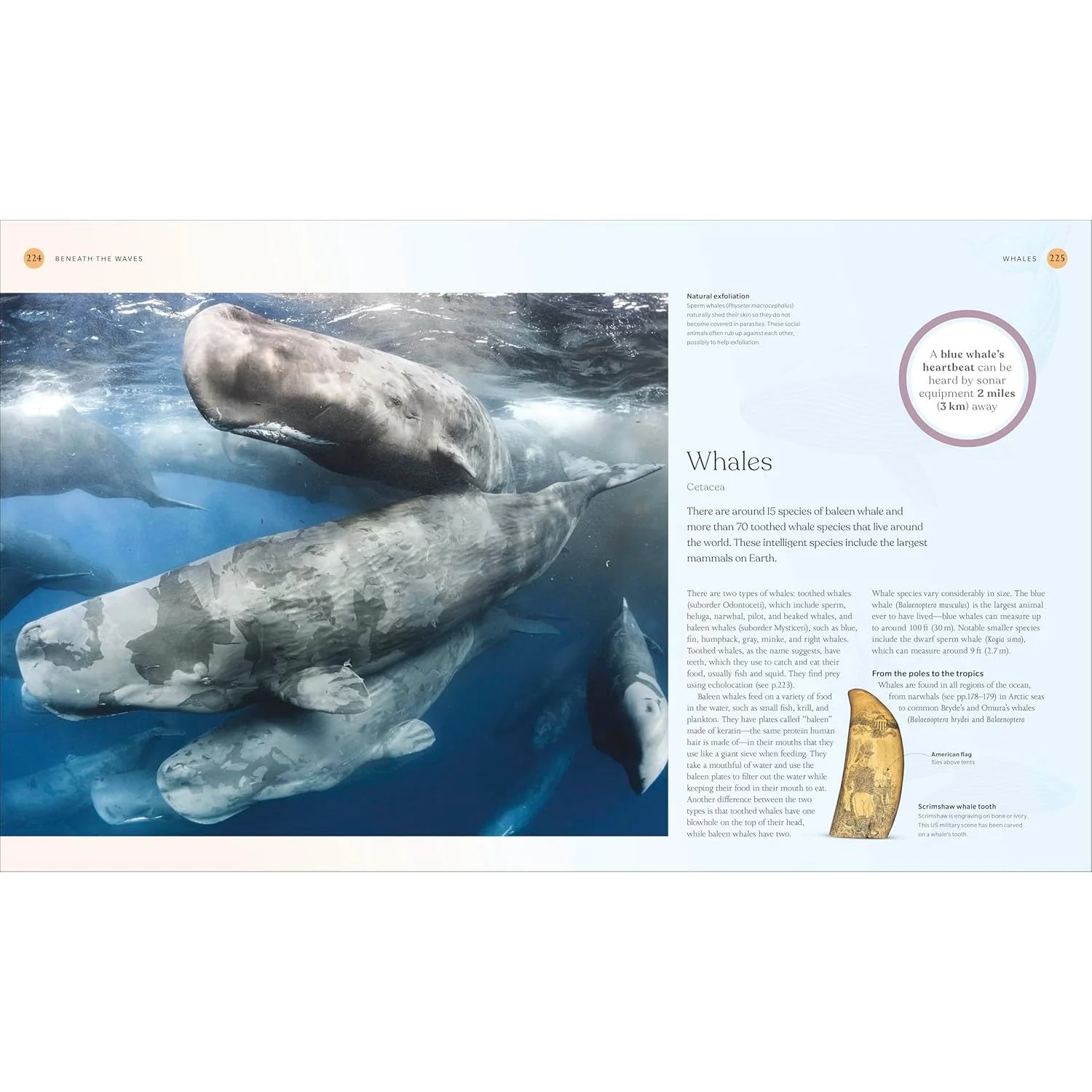 THE OCEAN BOOK: THE STORIES, SCIENCE, AND HISTORY OF OCEANS (A SMITHSONIAN AND DK BOOK) - Image 4