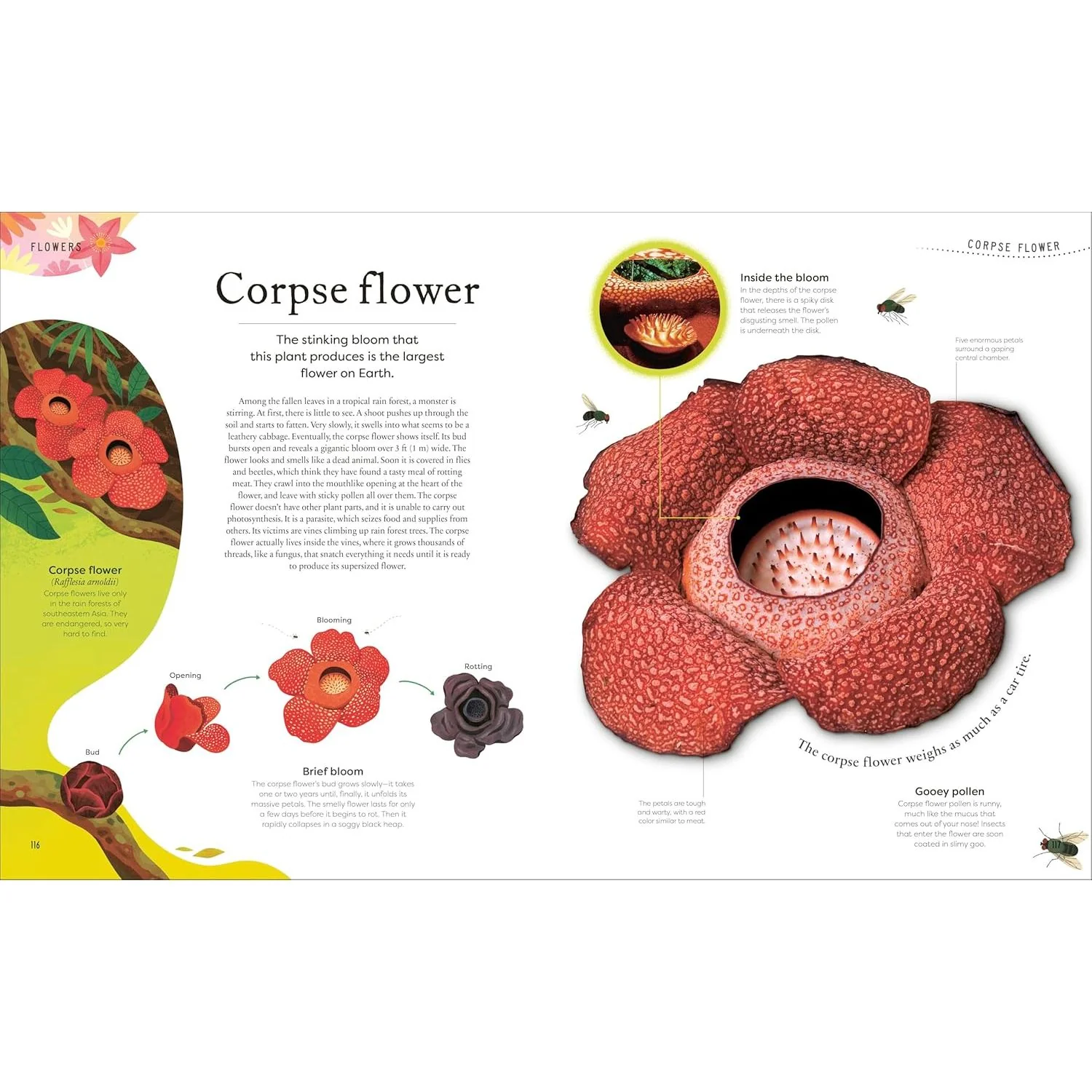 THE SECRET WORLD OF PLANTS BY BEN HOARE (A DK BOOK) - Image 5