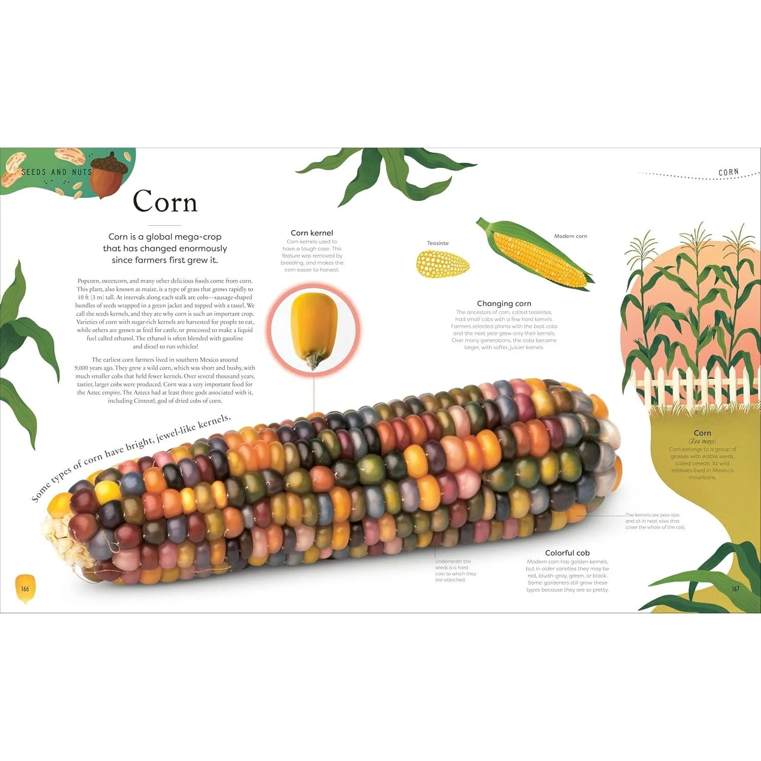 THE SECRET WORLD OF PLANTS BY BEN HOARE (A DK BOOK) - Image 7