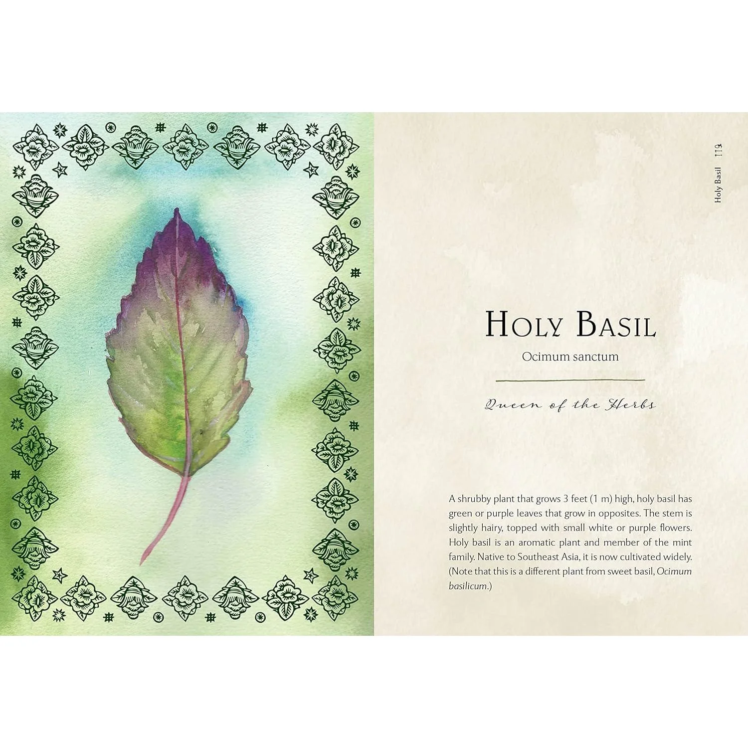 WILD MEDICINE: AN ILLUSTRATED GUIDE TO THE MAGICK OF HERBS BY SHELBY BUNDY AND KATE BELEW - Image 3