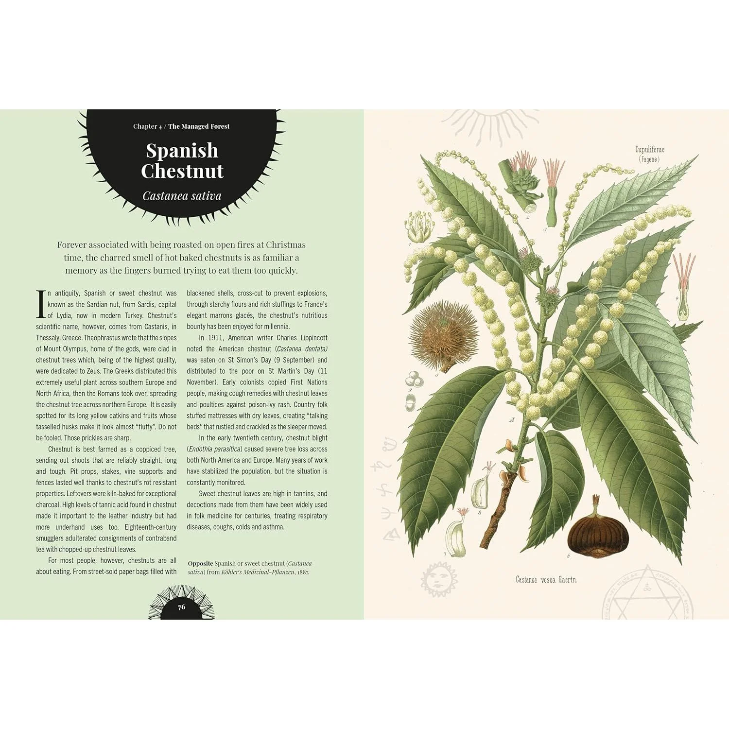 WITCH'S FOREST: TREES IN MAGIC, FOLKLORE, AND TRADITIONAL REMEDIES BY SARAH LAWRENCE - Image 2