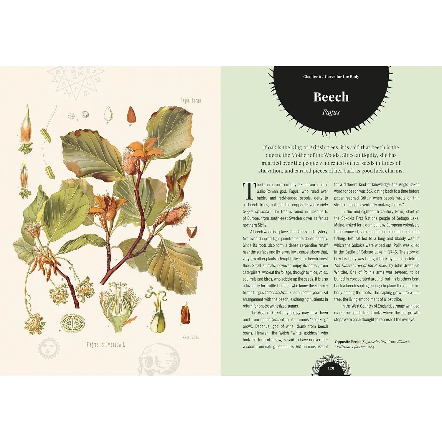 WITCH'S FOREST: TREES IN MAGIC, FOLKLORE, AND TRADITIONAL REMEDIES BY SARAH LAWRENCE - Image 3